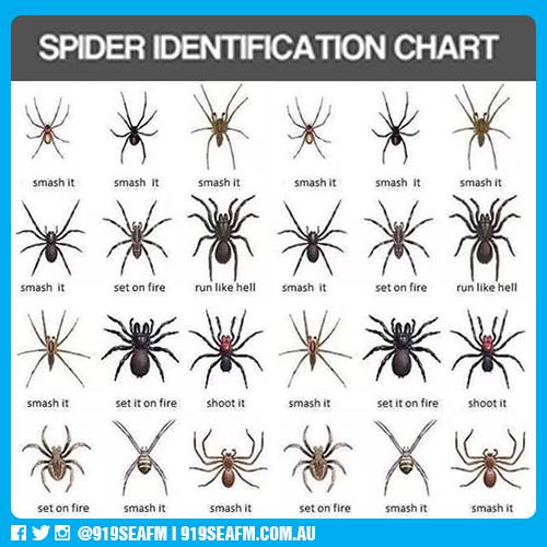 Spiders In Texas Chart